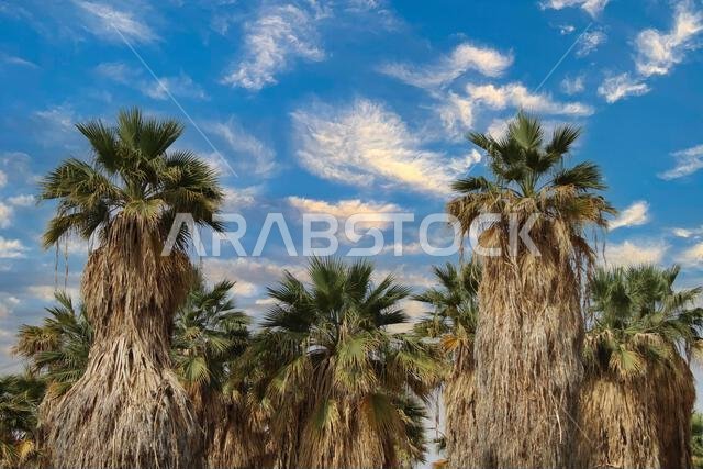 palm and date palm trees at sunset. jeddah saudi arabia