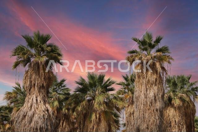 palm and date palm trees at sunset. jeddah saudi arabia