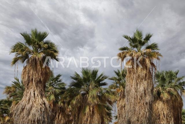 palm and date palm trees at sunset. jeddah saudi arabia