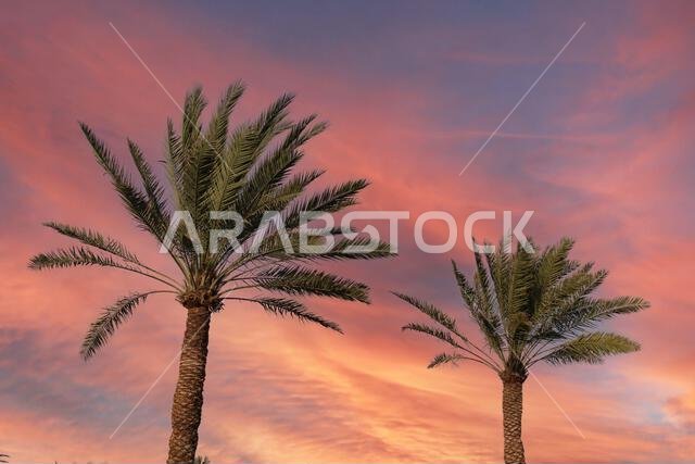 palm and date palm trees at sunset. jeddah saudi arabia