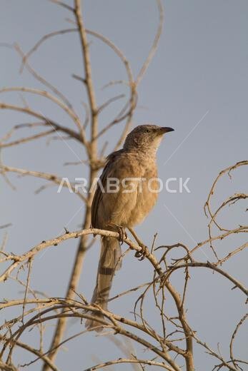 Arabian babbler the guard bird the on the social group