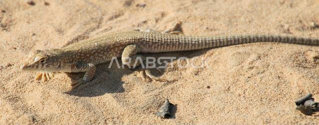 Arabian toad-headed agama (Phrynocephalus arabicus) is a species of agamid lizard found in Saudi Arabia, Qatar, United Arab Emirates, Oman, Iran, and