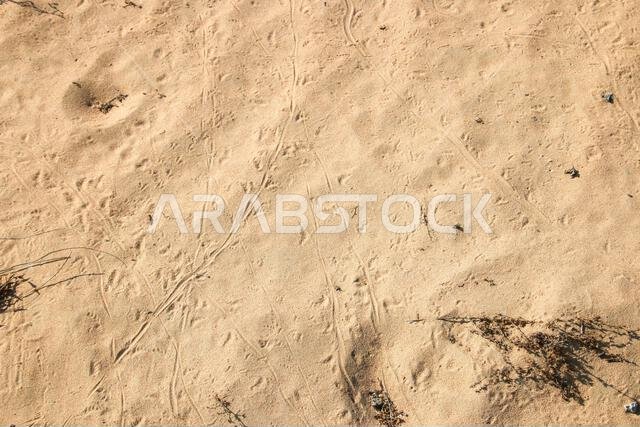 العجمة العربية ذات رأس الضفدع (Phrynocephalusarabicus) هي نوع من السحالي العجمية الموجودة في المملكة العربية السعودية وقطر والإمارات العربية المتحدة وعمان وإيران ودول أخرى. العجمة العربية ذات رأس الضفدع (Phrynocephalusarabicus) هي نوع من السحالي العجمية الموجودة في المملكة العربية السعودية وقطر والإمارات العربية المتحدة وعمان وإيران ودول أخرى.