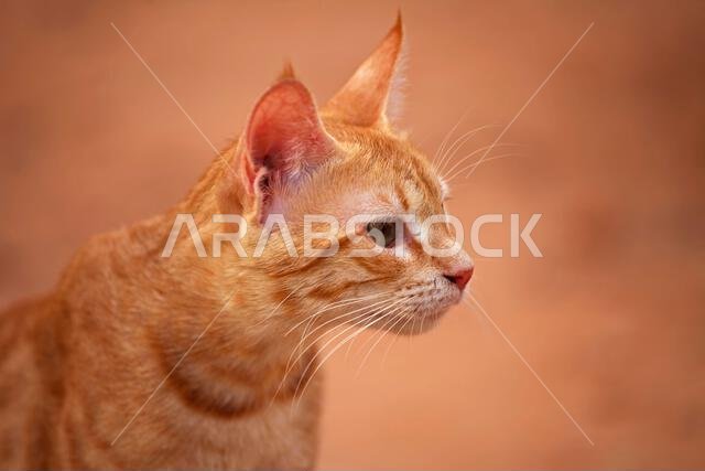 Close-up of a ginger cat, Riyadh, Saudi Arabia