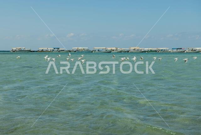طيور النورس وقوارب الصيد في البحر الأحمر بين أم لاج والوجه، المملكة العربية السعودية طيور النورس وقوارب الصيد في البحر الأحمر بين أم لاج والوجه، المملكة العربية السعودية