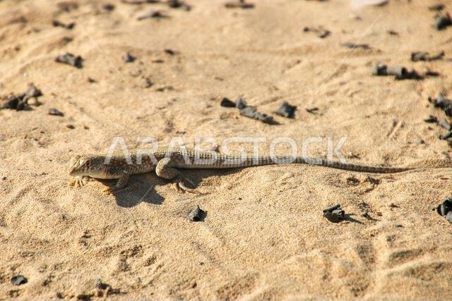 العجمة العربية ذات رأس الضفدع (Phrynocephalusarabicus) هي نوع من السحالي العجمية الموجودة في المملكة العربية السعودية وقطر والإمارات العربية المتحدة وعمان وإيران ودول أخرى.