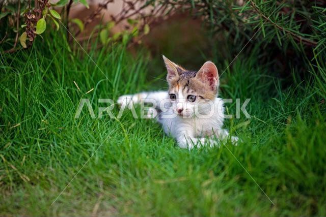 صورة مقرّبة لقطة صغيرة مستلقية على العشب، الرياض، المملكة العربية السعودية