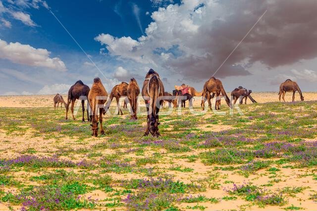 قطيع من الجمال يرعى في الصحراء، المملكة العربية السعودية