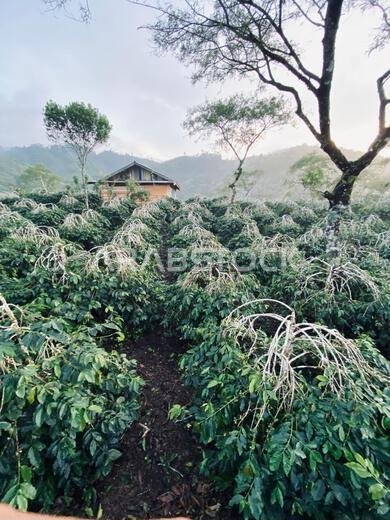 Coffee beans originating from Aceh, Central Gayo which are treated very well and produce high quality coffee beans Coffee beans originating from Aceh, Central Gayo which are treated very well and produce high quality coffee beans