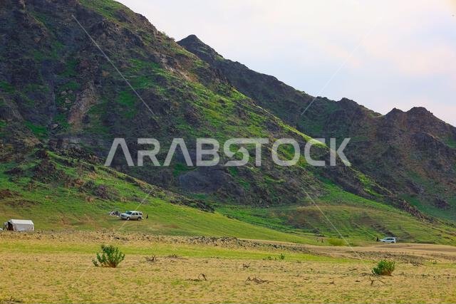 مكة المكرمة، المملكة العربية السعودية، 13 يناير 2023: ربيع مكة المكرمة بعد موسم الأمطار، عشب أخضر جميل
