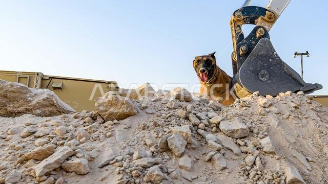يقوم الكلب دييغو، التابع لسلاح الجو الأمريكي، وهو كلب عسكري عامل مُلحق بالسرب 378 لقوات الأمن الاستكشافية، بتفتيش المنطقة بحثًا عن رائحة المتفجرات خلال تدريب على الكشف في قاعدة الأمير سلطان الجوية، المملكة العربية السعودية، في 29 أغسطس 2022. تستطيع الكلاب العسكرية العاملة شمّ بعض الروائح من مسافة تصل إلى مئة ياردة، وتنبيه مُدربها قبل دخول منطقة الخطر بوقت كافٍ.