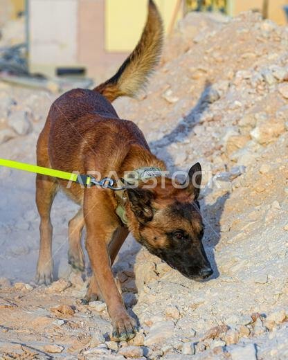 U.S. Air Force K9 Diego, a military working dog assigned to the 378th Expeditionary Security Forces Squadron, searches the area for the scent of explosives during detection training at Prince Sultan Air Base, Kingdom of Saudi Arabia, Aug. 29, 2022. MWDs can smell some odors up to a hundred yards out and alert their handler well before entering the danger area. 378th Air Expeditionary Wing,378th Expeditionary Security Forces Squadron,AFCENT,Kingdom of Saudi Arabia,Prince Sultan Air Base,USCENTCOM