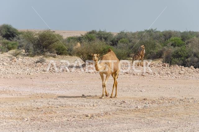 Camels grazing in the desert in Qatar