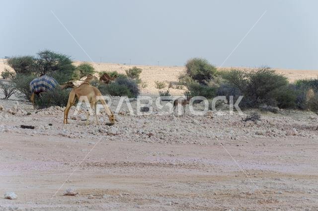 جمال ترعى في صحراء قطر