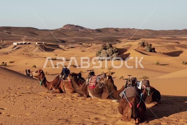 Dromedaries, often misinterpreted as camels.