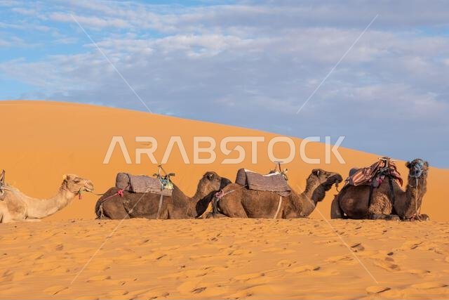 Dromedaries, often misinterpreted as camels.