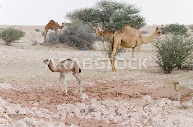 Camels grazing in the desert in Qatar