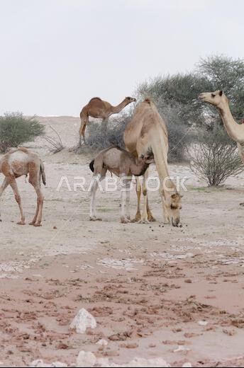 Camels grazing in the desert in Qatar