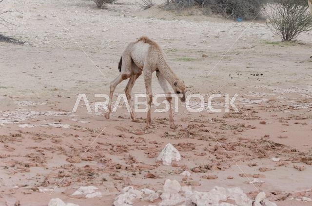 Newly born camel calf