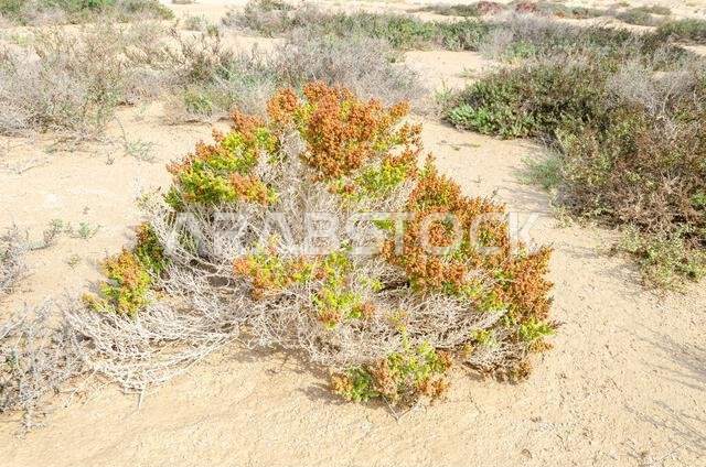 شجيرة صحراوية تُعرف باسم خريز أو خريزة، وتوجد في قطر