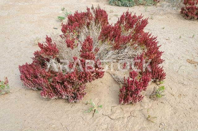 Desert shrub known as Khurreyz or Khurreyza found in Qatar