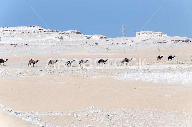 Camels in a desert village in Qatar