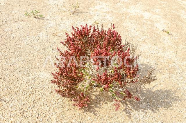 شجيرة صحراوية تُعرف باسم خريز أو خريزة، وتوجد في قطر