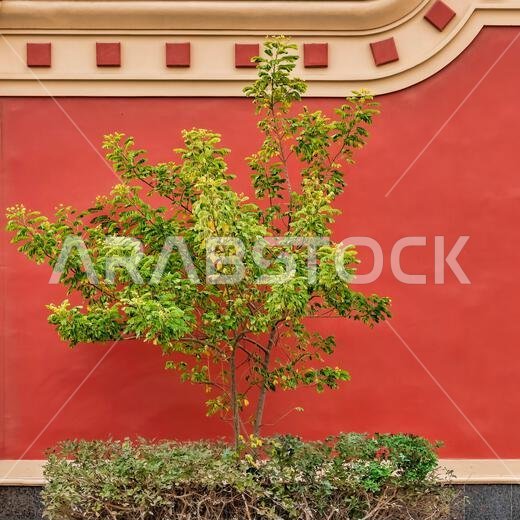 شجرة على خلفية حمراء