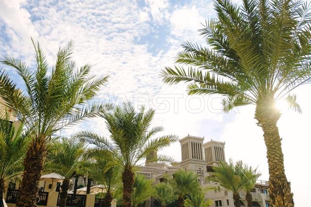 Palm tree against sky