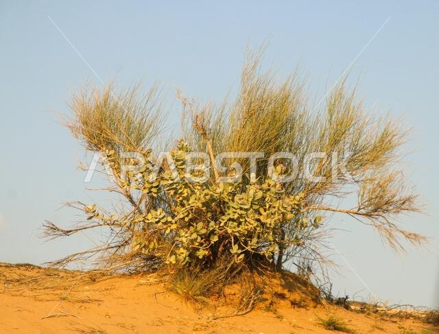 المناظر الطبيعية الصحراوية والجولات السياحية في الإمارات العربية المتحدة.