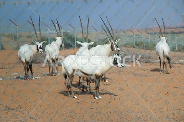 المها العربي (Oryx leucoryx) أو المها الأبيض، الإمارات العربية المتحدة.