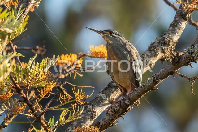 Striated Heron - Butorides striatus, beautiful, small, shy heron from African lakes and fresh waters, Madagascar.