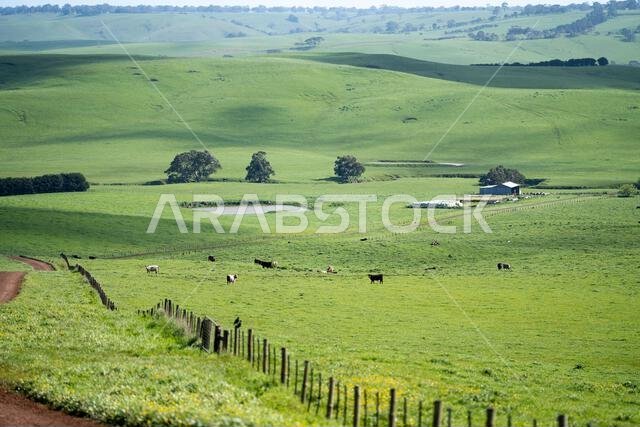 cows in a field in Australia in summer