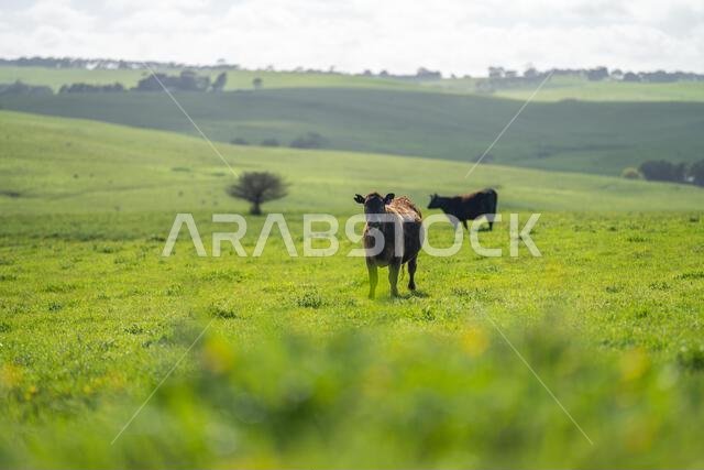 cows in a field in Australia in summer