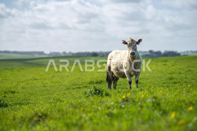 cows in a field in Australia in summer