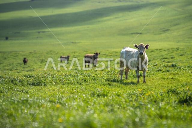 cows in a field in Australia in summer