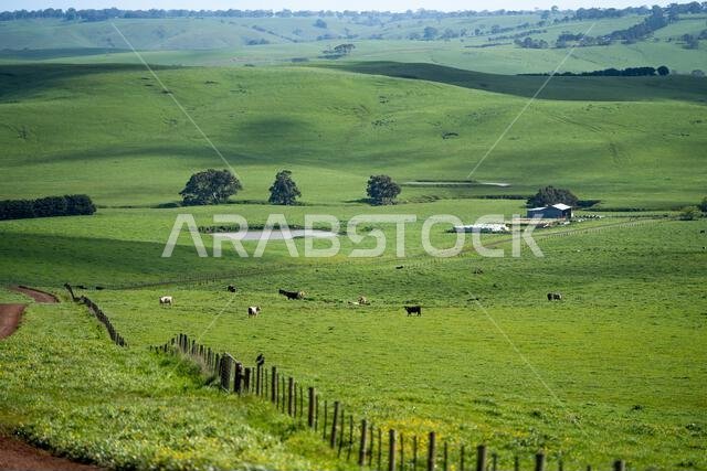 cows in a field in Australia in summer