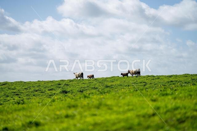 cows in a field in Australia in summer