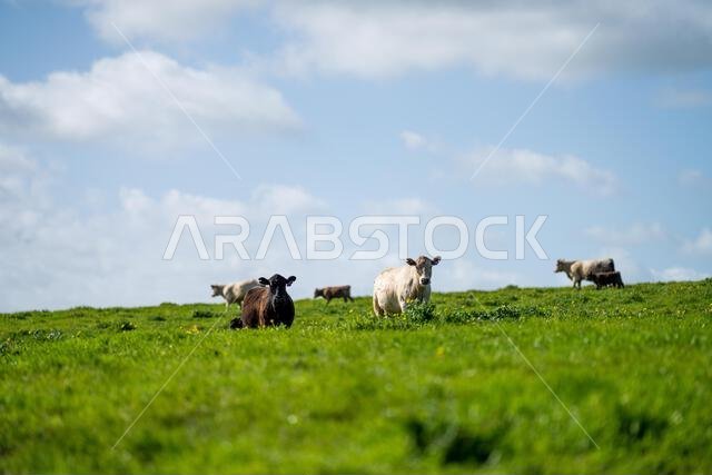 cows in a field in Australia in summer