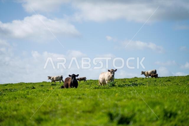 cows in a field in Australia in summer