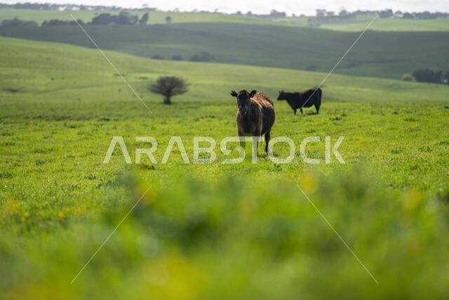 cows in a field in Australia in summer