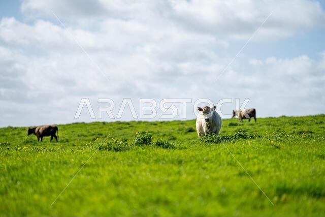 cows in a field in Australia in summer