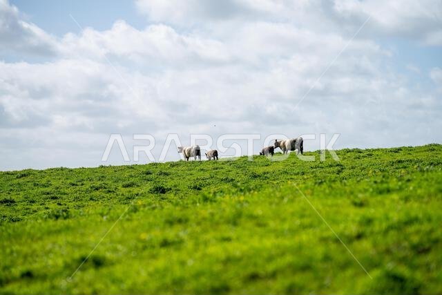 cows in a field in Australia in summer
