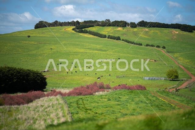 cows in a field in Australia in summer