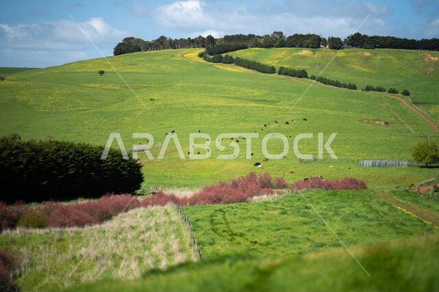 cows in a field in Australia in summer