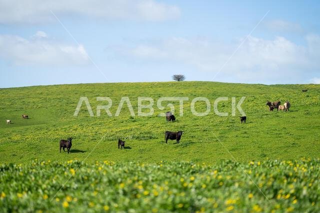 cows in a field in Australia in summer