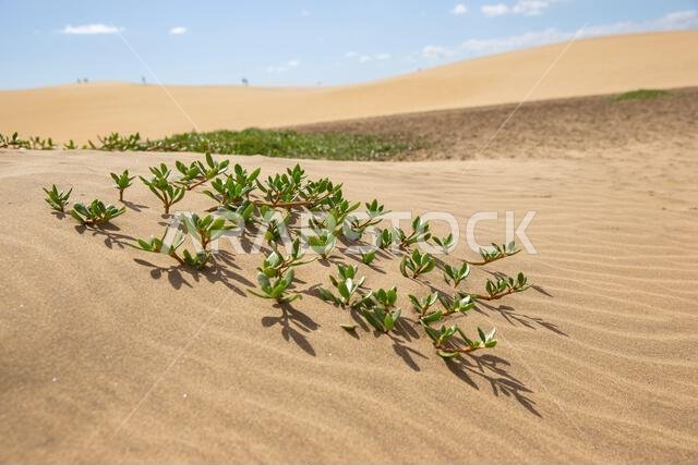 green plants in sand dune against desert landscape.