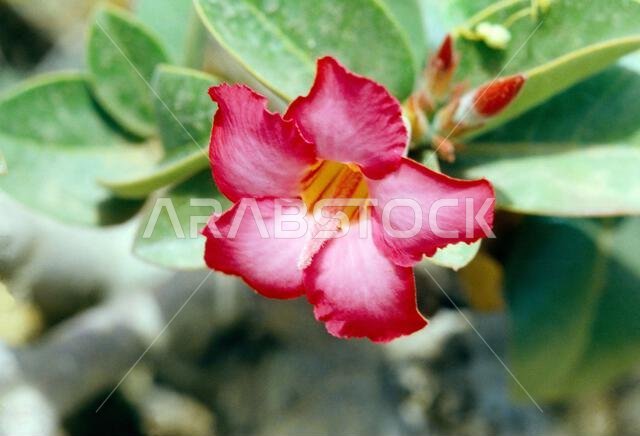 Saudi Arabia Desert Flowers (Adenium Arabicum) Desert Rose