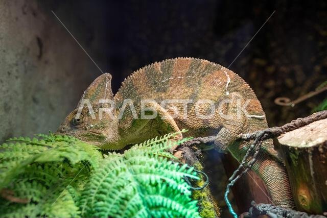 حرباء محجبة (Chamaeleo calyptratus) عن قرب، أو حرباء ذات رأس مخروطي، وحرباء يمنية