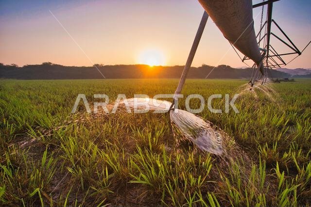 الأراضي الزراعية في الصحراء العربية الأراضي الزراعية في الصحراء العربية